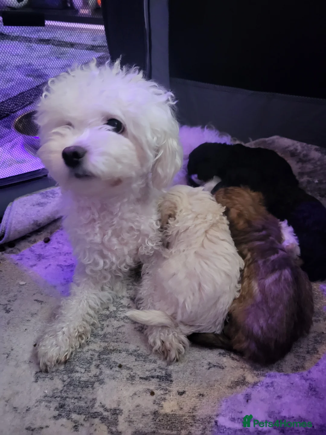 Poochon dogs for sale: Poochon  - Advert 2