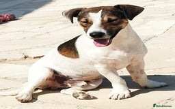 Jack Russell dogs for adoption: Vekku ,A Little Dog with a Big Heart ❤️  - Image 12