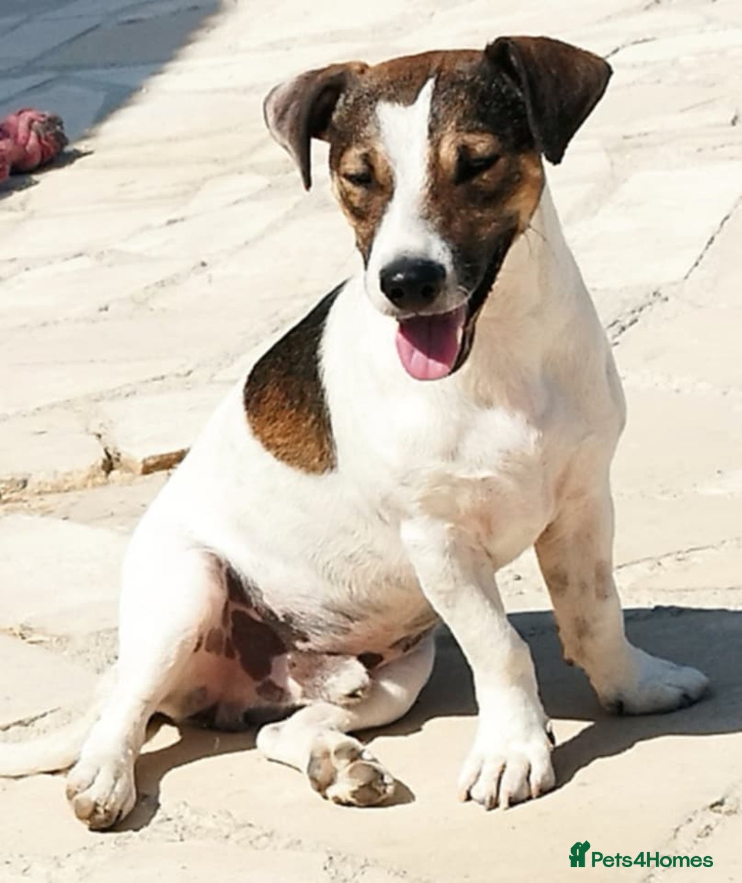 Jack Russell dogs for adoption: Vekku ,A Little Dog with a Big Heart ❤️  - Image 12