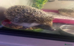 Pygmy Hedgehog rodents for sale: African Pygmy hedgehog and set up 8 months old  - Image 4