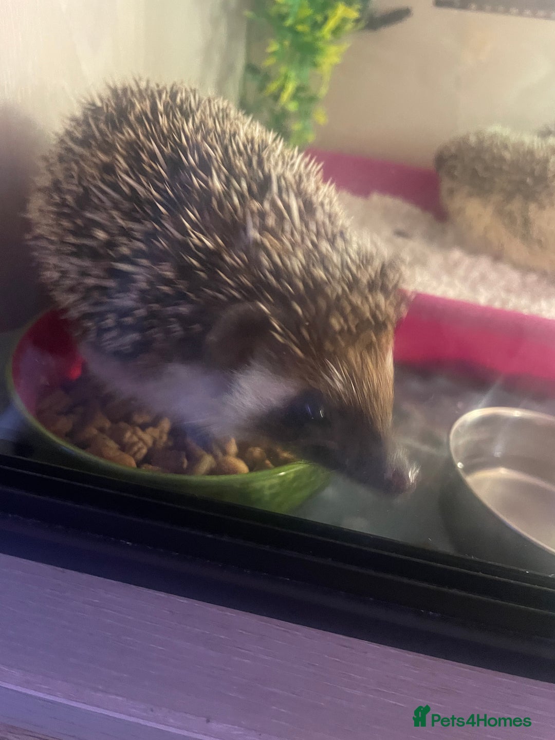 Pygmy Hedgehog rodents for sale: African Pygmy hedgehog and set up 8 months old  - Image 4
