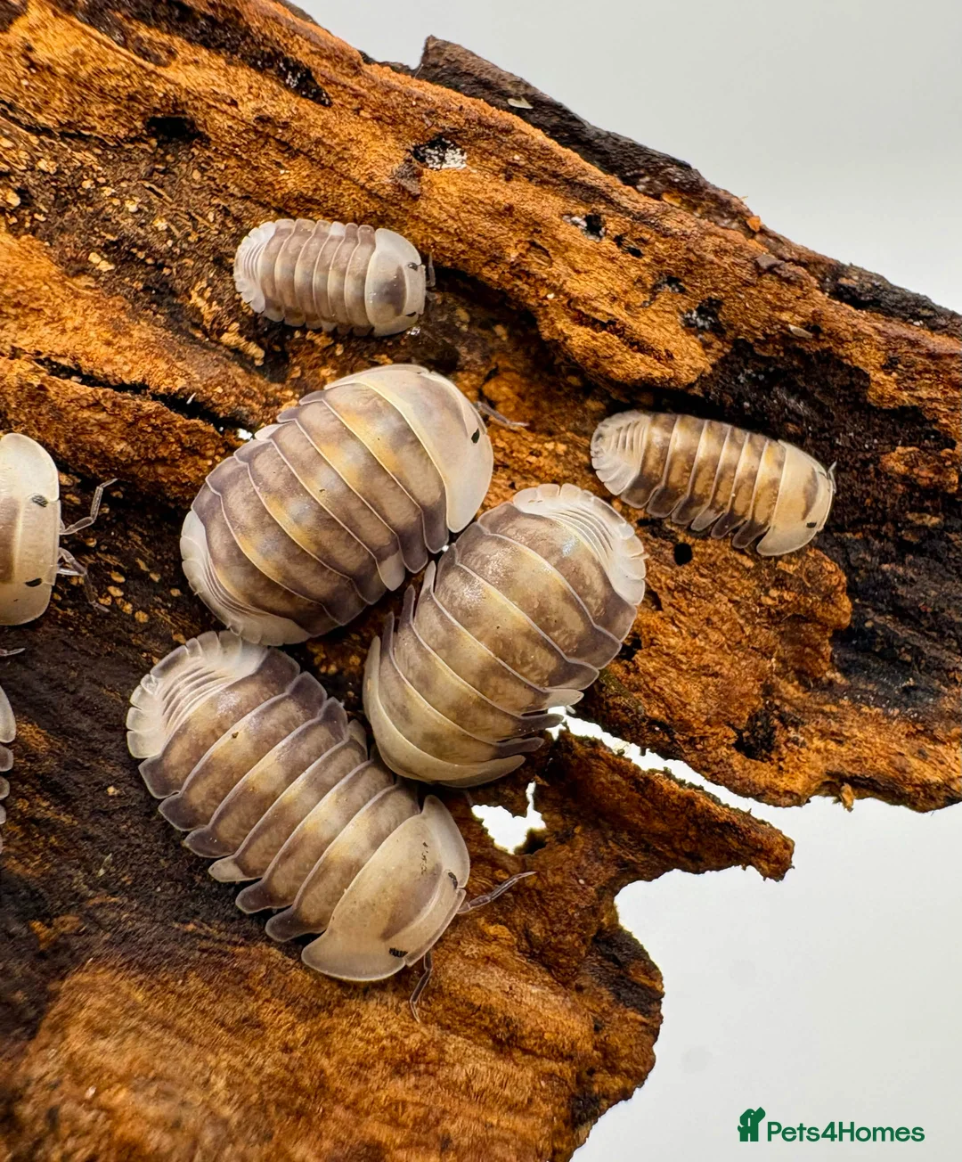 Isopods invertebrates for sale: Isopods for sale - Advert 1