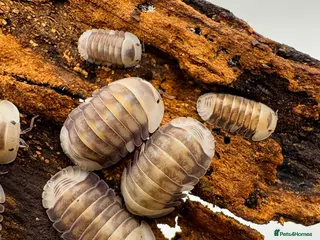 Isopods invertebrates for sale: Isopods for sale - Advert 1