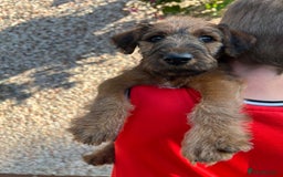 Irish Terrier dogs for sale: 2 Irish Terrier Puppy Girls for Sale 🐾 - Image 4