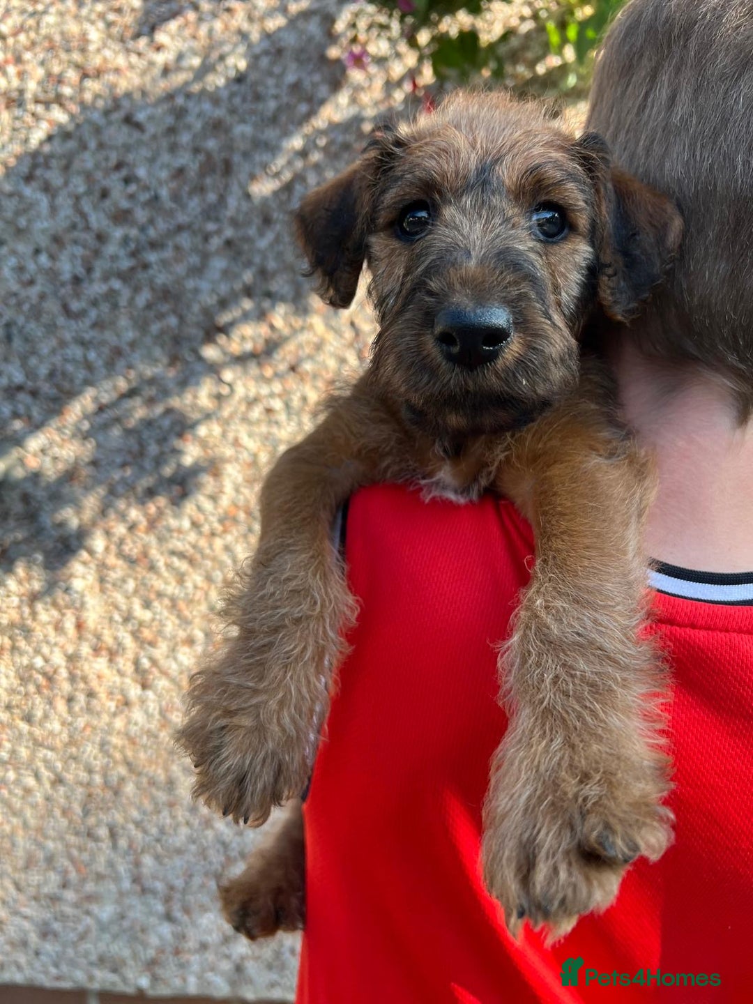 Irish Terrier dogs for sale: 2 Irish Terrier Puppy Girls for Sale 🐾 - Image 4