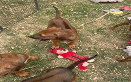 Rhodesian Ridgeback dogs for sale: Gorgeous Rhodesian Ridgeback Puppies  - Image 8