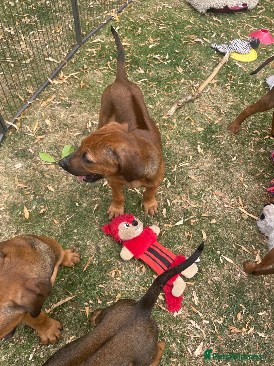 Rhodesian Ridgeback dogs for sale: Gorgeous Rhodesian Ridgeback Puppies  - Image 8