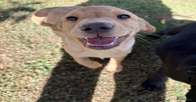 Labrador Retriever dogs - Advert 8
