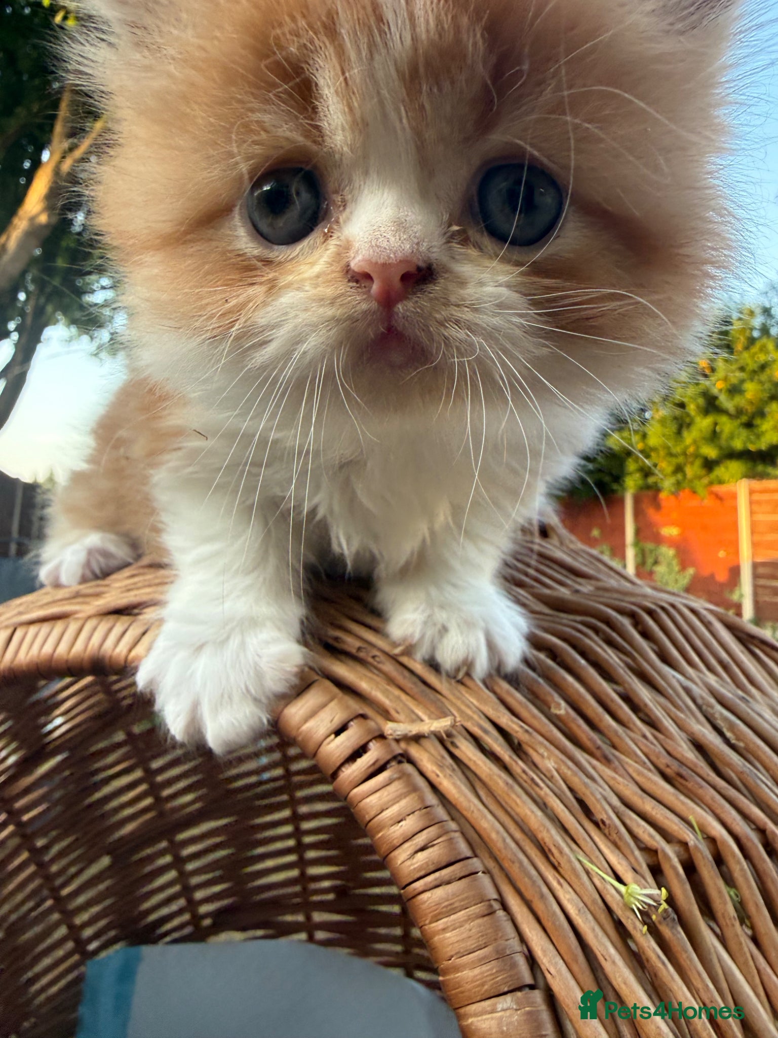 Persian cats Stunning persian kittens  - Advert 1