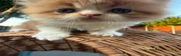 Persian cats for sale: Stunning persian kittens  - Advert 1