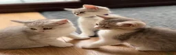 British Shorthair cats for sale: British shorthair kittens - Advert 12