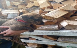 Lurcher dogs for sale:  READY NOW. Adorable lurcher puppy's  - Image 5