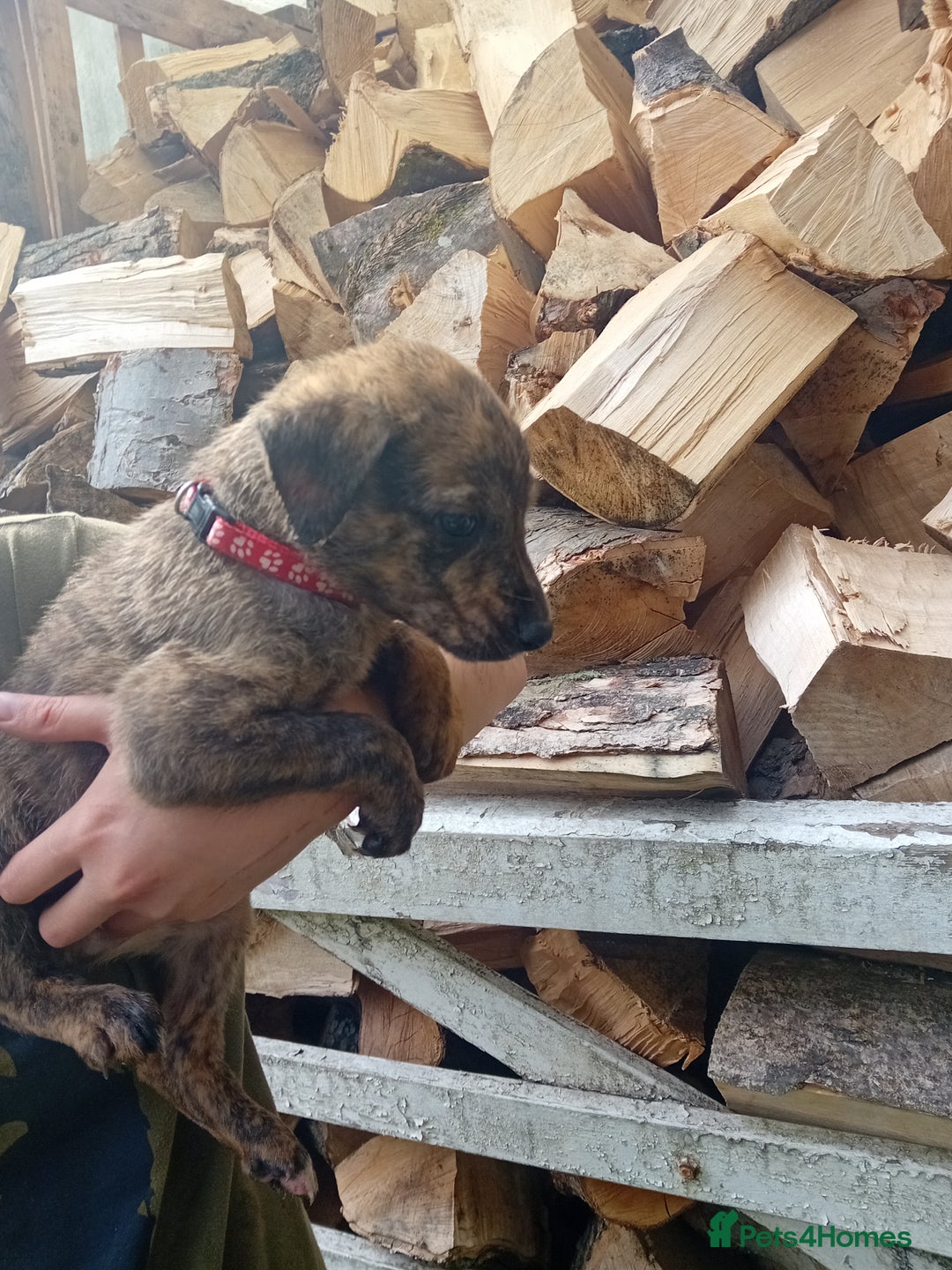 Lurcher dogs for sale:  READY NOW. Adorable lurcher puppy's  - Image 5