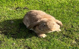 Mini Lop rabbits for sale: Mini lops , LionHead. READY NOW! 13th  - Image 12