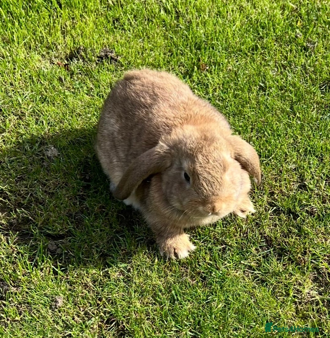 Mini Lop rabbits for sale: Mini lops , LionHead. READY NOW! 13th  - Image 12