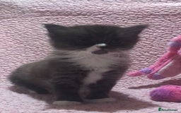 Maine Coon cats for sale: Maine Coon Kittens (Ready in 1 weeks)  - Image 17