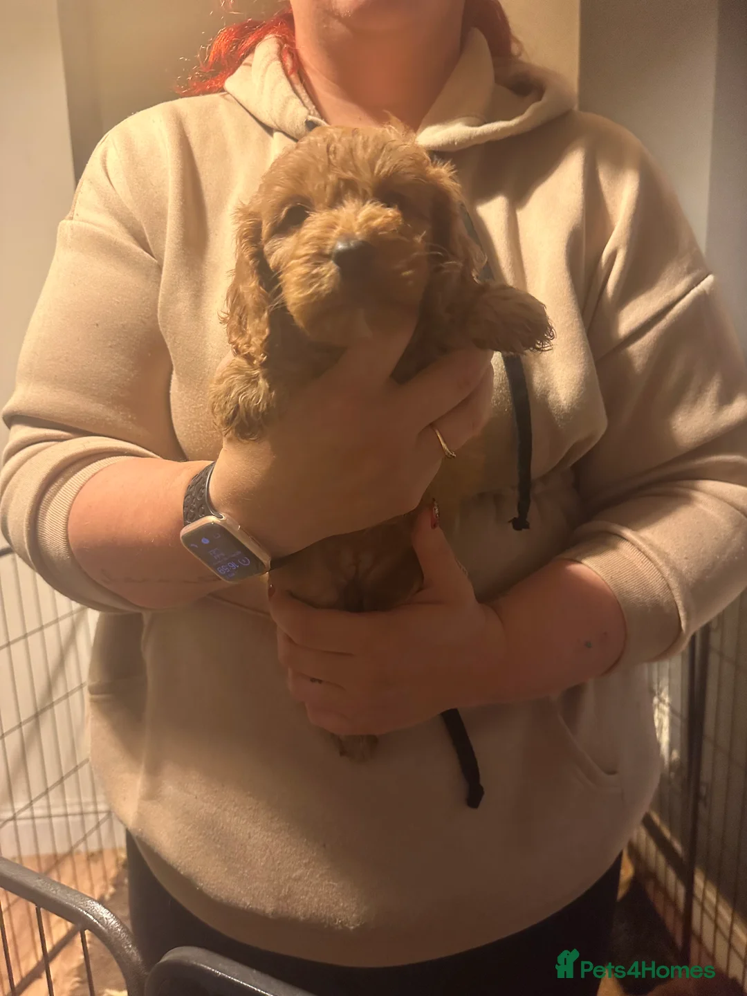 Toy Poodle dogs for stud: Gorgeous Red Toy Poodle KG REG & Health tested  - Advert 7