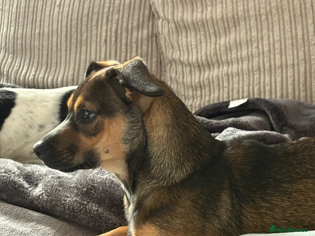 Mixed Breed dogs for sale: Sadly having to rehome  - Advert 3
