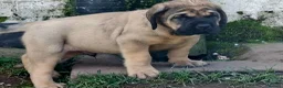 Mastiff dogs for sale: Mastiff puppies  in Galashiels - Advert 21