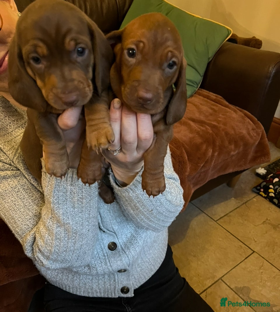Dachshund dogs Beautiful dachshund pups  - Advert 12