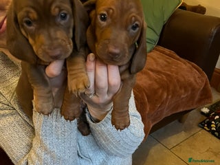 Dachshund dogs Beautiful dachshund pups - Advert 12
