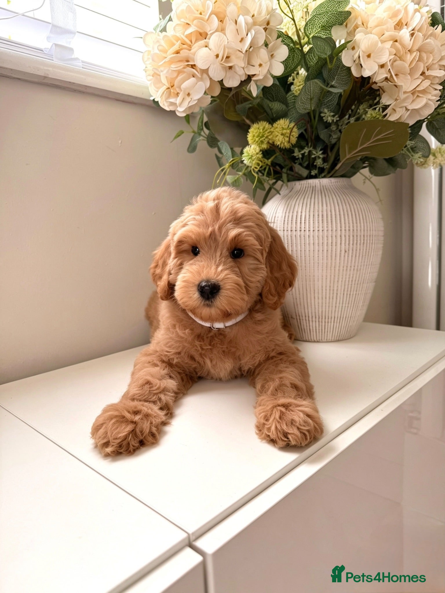 Australian Labradoodle dogs ‼️ Ready for their forever home ‼️  - Advert 5