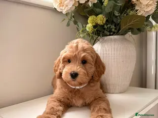 Australian Labradoodle dogs ‼️ Ready for their forever home ‼️ - Advert 5