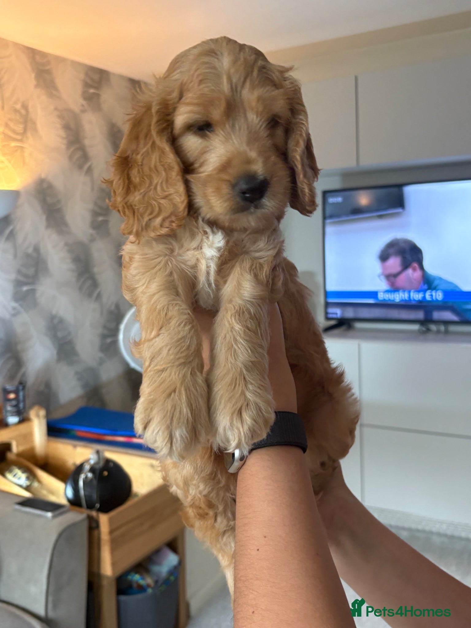 Cockapoo dogs Extensively Health Tested Parents, Beautiful Pups - Advert 4