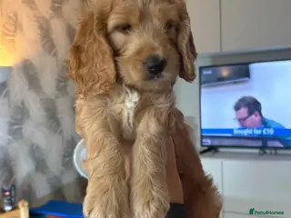 Cockapoo dogs Extensively Health Tested Parents, Beautiful Pups - Advert 4
