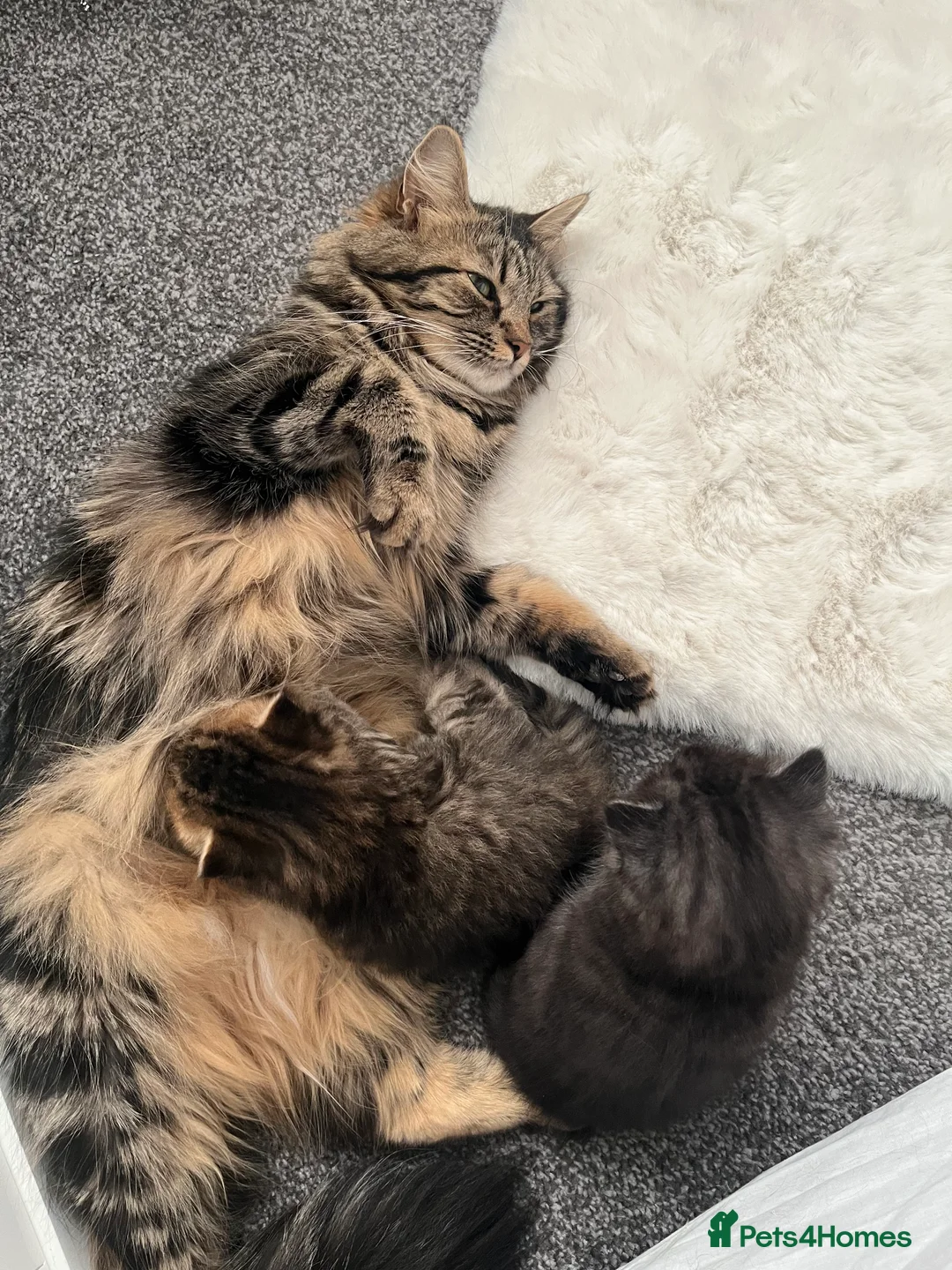 British Shorthair cats for sale: 3 beautiful kittens for sale Bsh/norwegian   - Advert 2