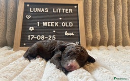 Cockapoo dogs for sale: F1bb Cockapoo puppies - Image 6