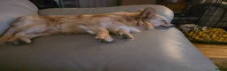 Pomchi dogs for sale: 🐶18month old Rare Blonde Tiny Pomchi 🥰 - Advert 12