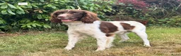 English Springer Spaniel dogs for sale: Flash - Fully Trained Pet Springer Spaniel - Advert 1