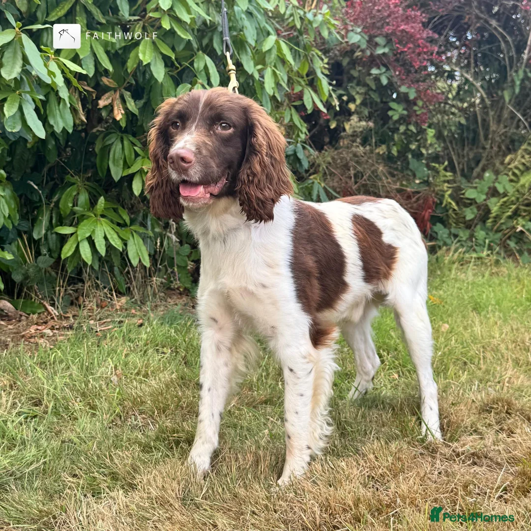 English Springer Spaniel dogs for sale: Flash - Fully Trained Pet Springer Spaniel - Advert 1