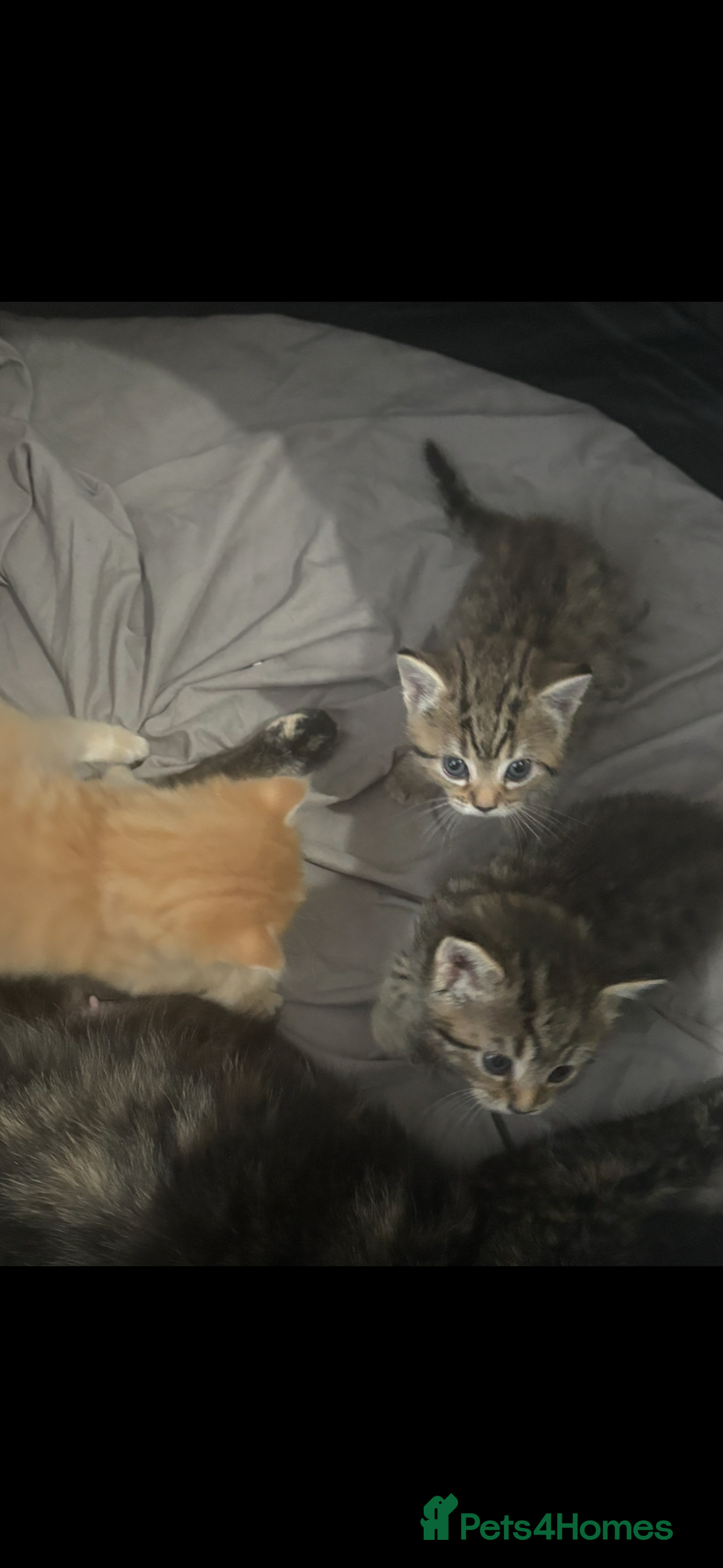 Bengal cats for sale: Beautiful bengal kittens  - Advert 3