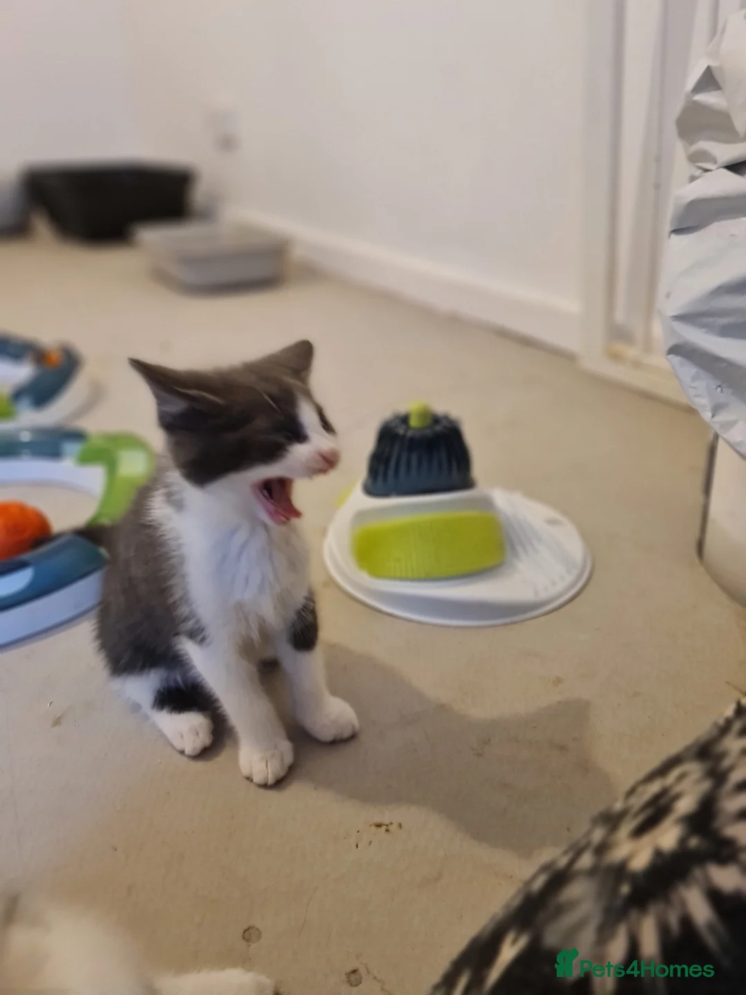 Mixed Breed cats for sale: Beautiful Plush, Fluffy Kittens - RAGBRITS CROSS - Advert 2