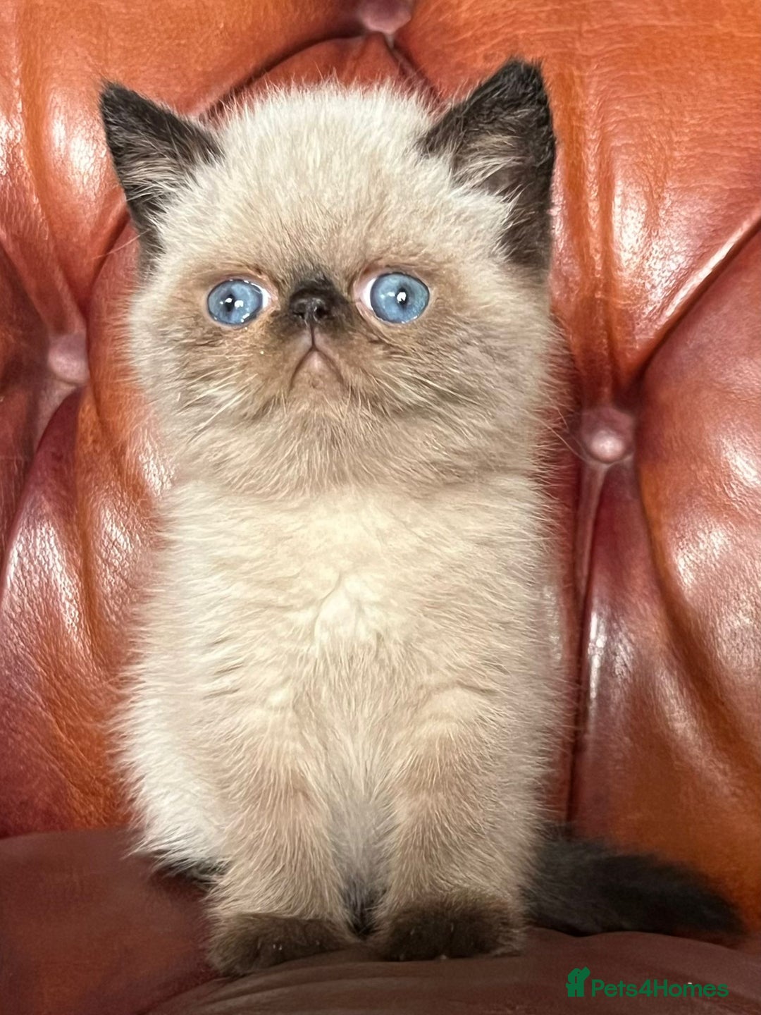Exotic cats for sale: Last Remaining Exotic Shorthair Boy - Image 2