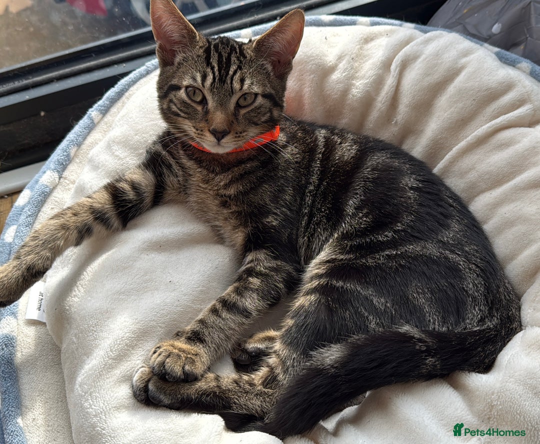 Mixed Breed cats for sale: Male kitten sale to go ASAP - Advert 2