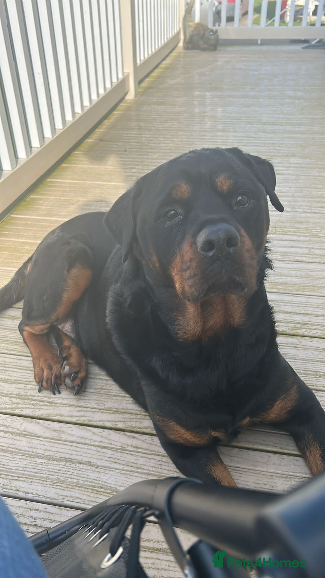 Rottweiler dogs for stud: ....Our Rottweiler Marley for stud...  - Image 4
