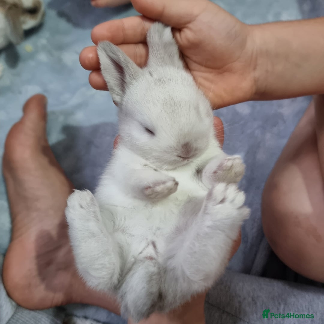 Mixed Breed rabbits for sale: 3 mini lop baby rabbits for sale  - Image 5