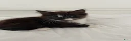Mixed Breed cats for sale: 3 baby ready to go  - Advert 8