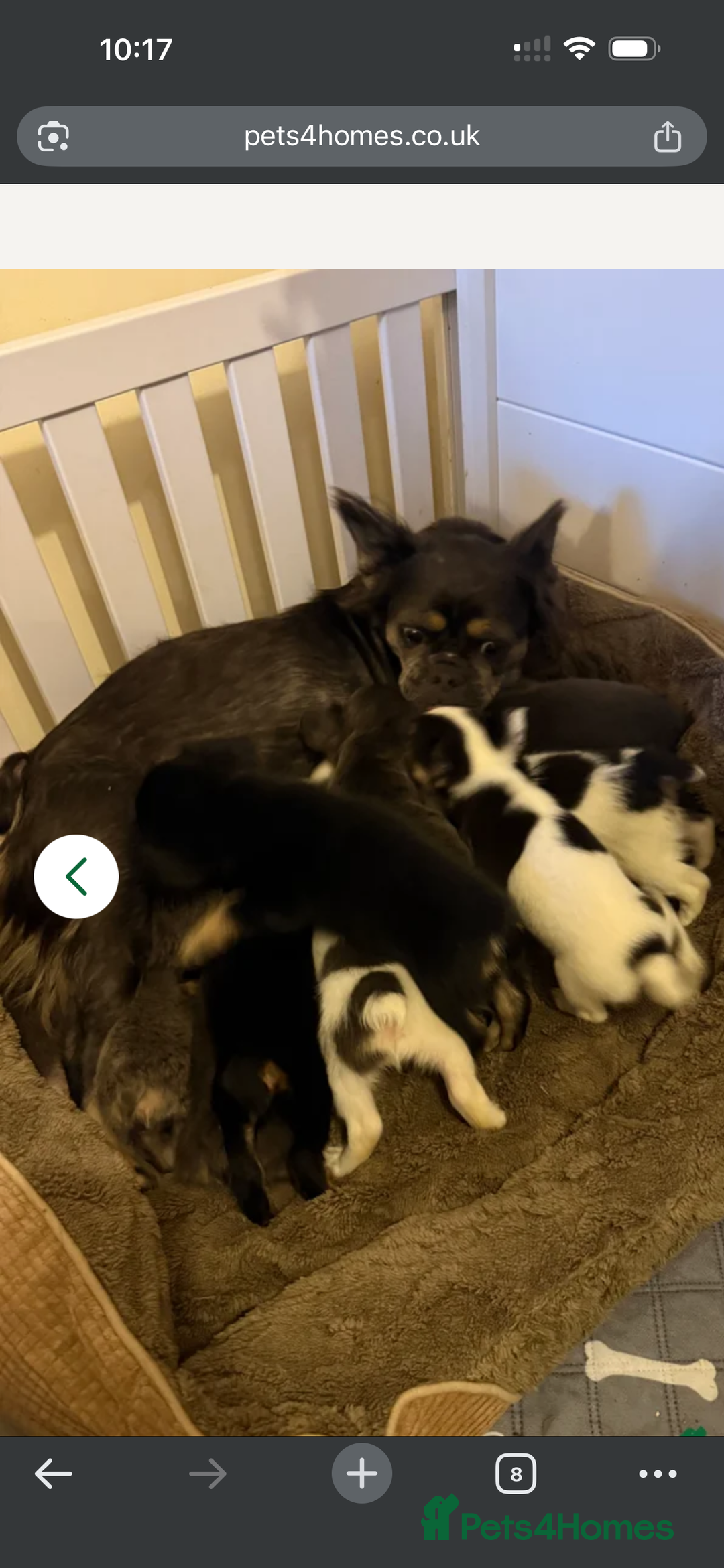 French Bulldog dogs for sale: Fluffy French bulldog - Advert 1