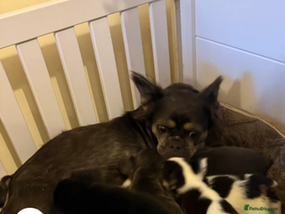 French Bulldog dogs Fluffy French bulldog - Advert 4