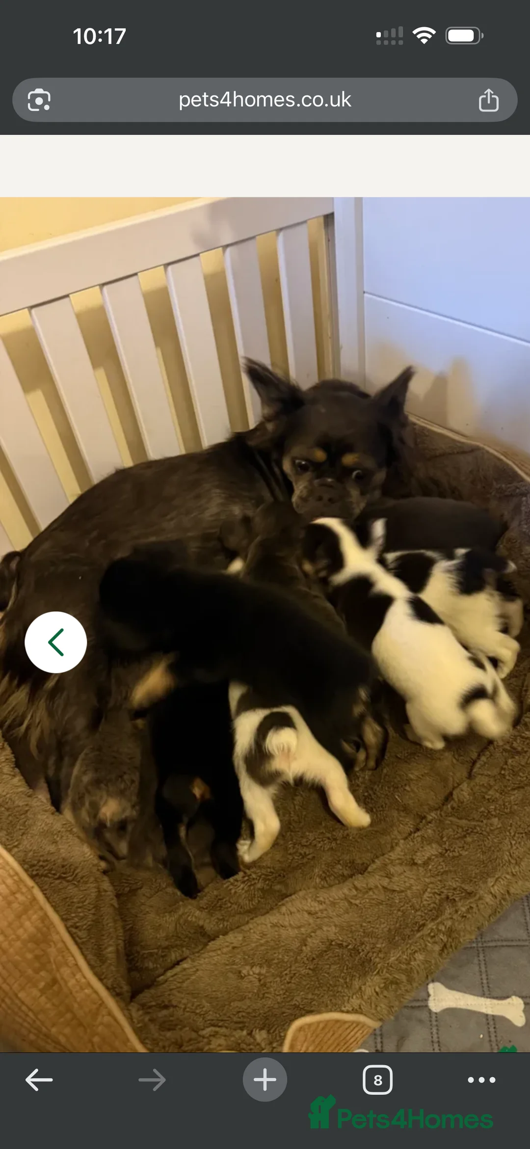 French Bulldog dogs for sale: Fluffy French bulldog - Advert 1