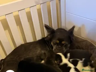 French Bulldog dogs Fluffy French bulldog - Advert 19