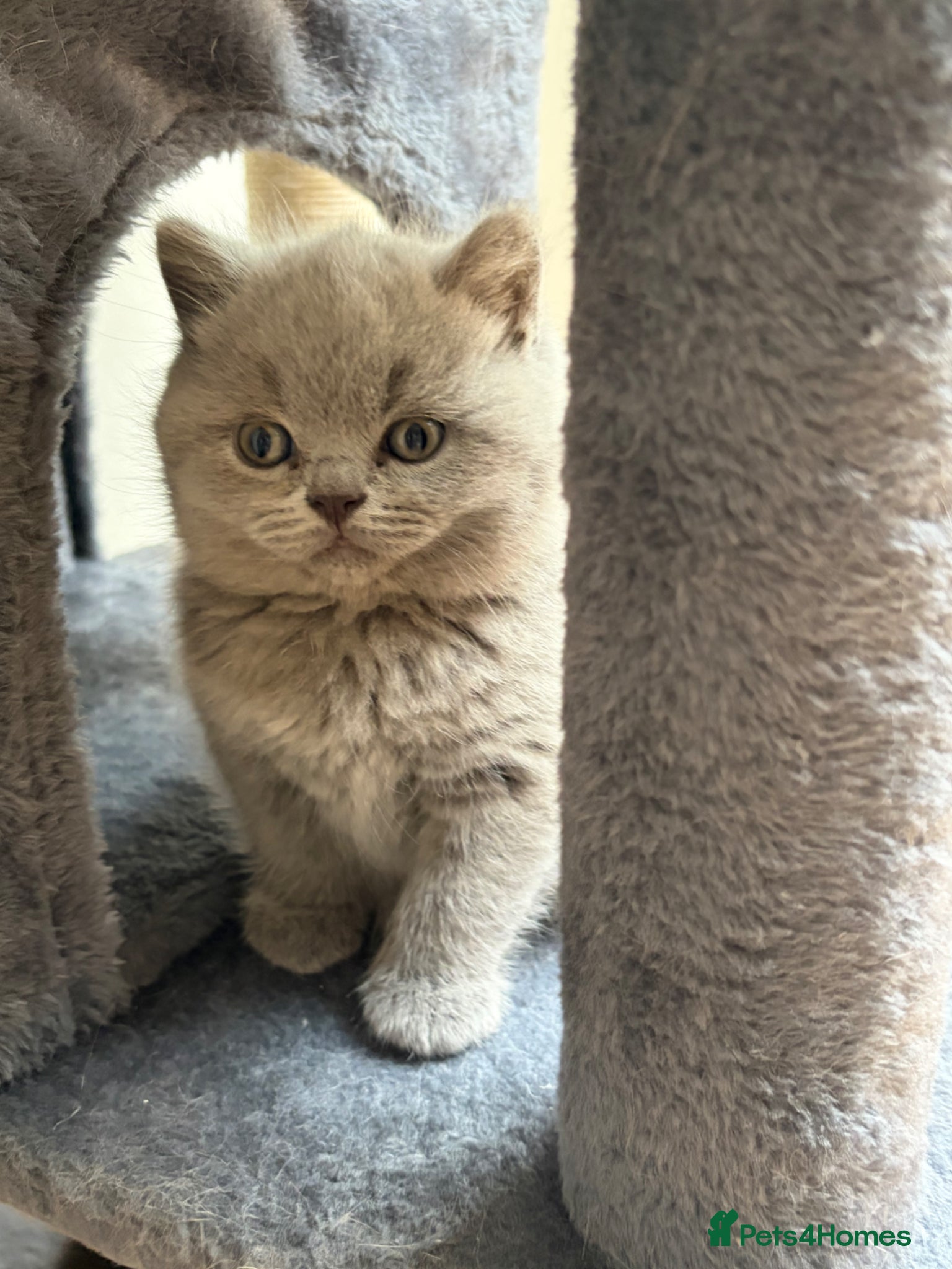 British Shorthair cats £950 Quality GCCF Pure Pedigree British Shorthair - Advert 2