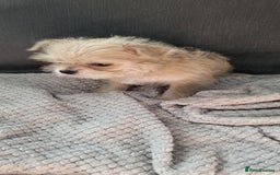 Mixed Breed dogs for sale: Jack russel cross pomeranian puppies  - Image 17