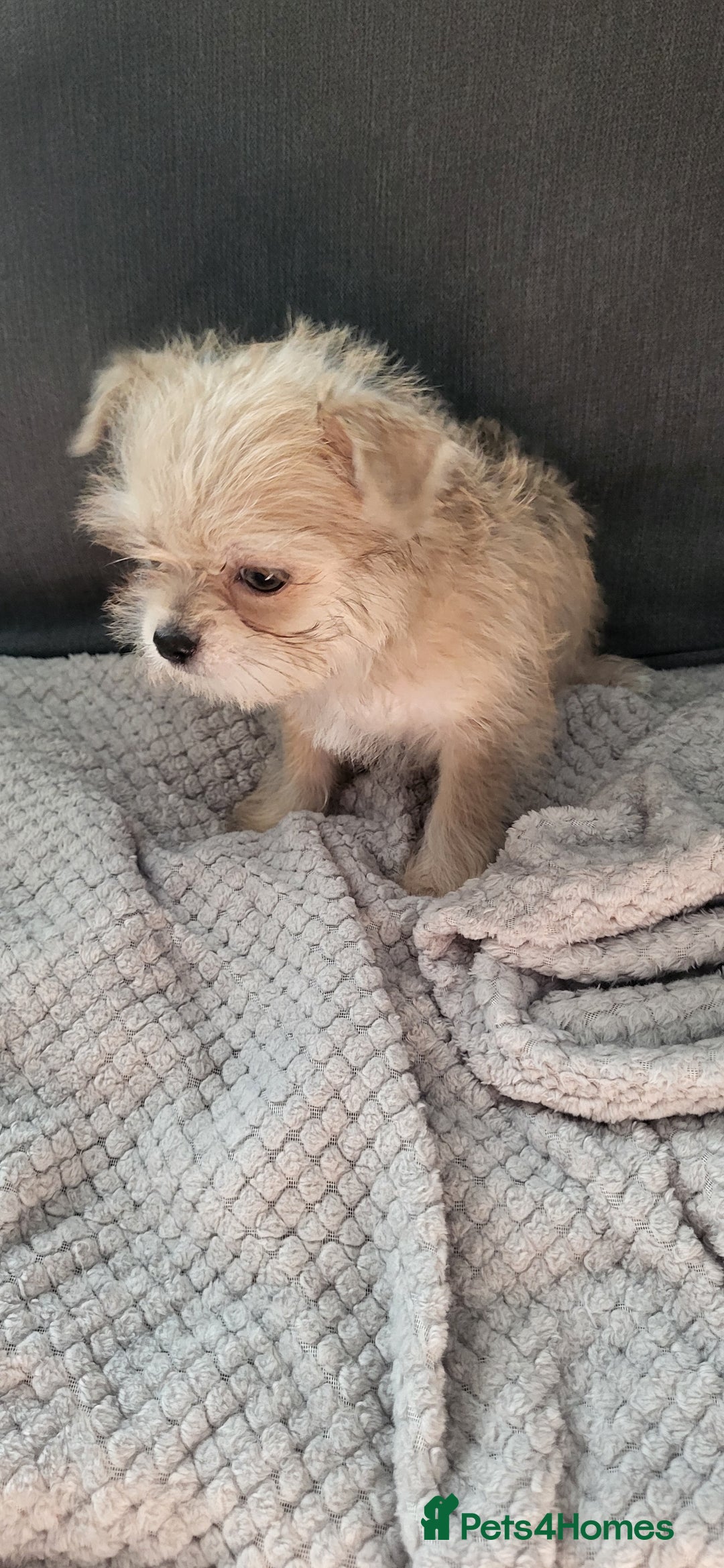 Mixed Breed dogs for sale: Jack russel cross pomeranian puppies  - Image 17