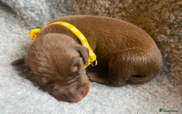 Dobermann dogs for sale: KC REGISTERED DOBERMAN PUPS - Image 21