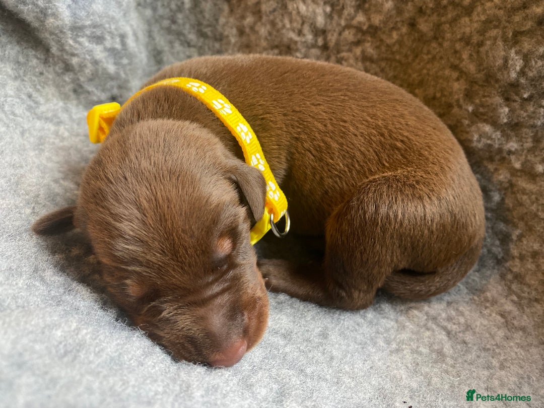Dobermann dogs for sale: KC REGISTERED DOBERMAN PUPS - Image 21
